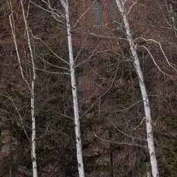 Profile image of 杉元