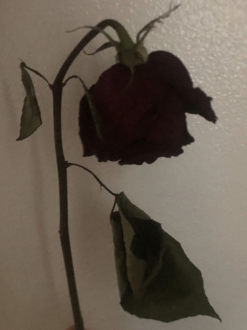 “ 어떤 꽃은 말야, ” 대표 이미지