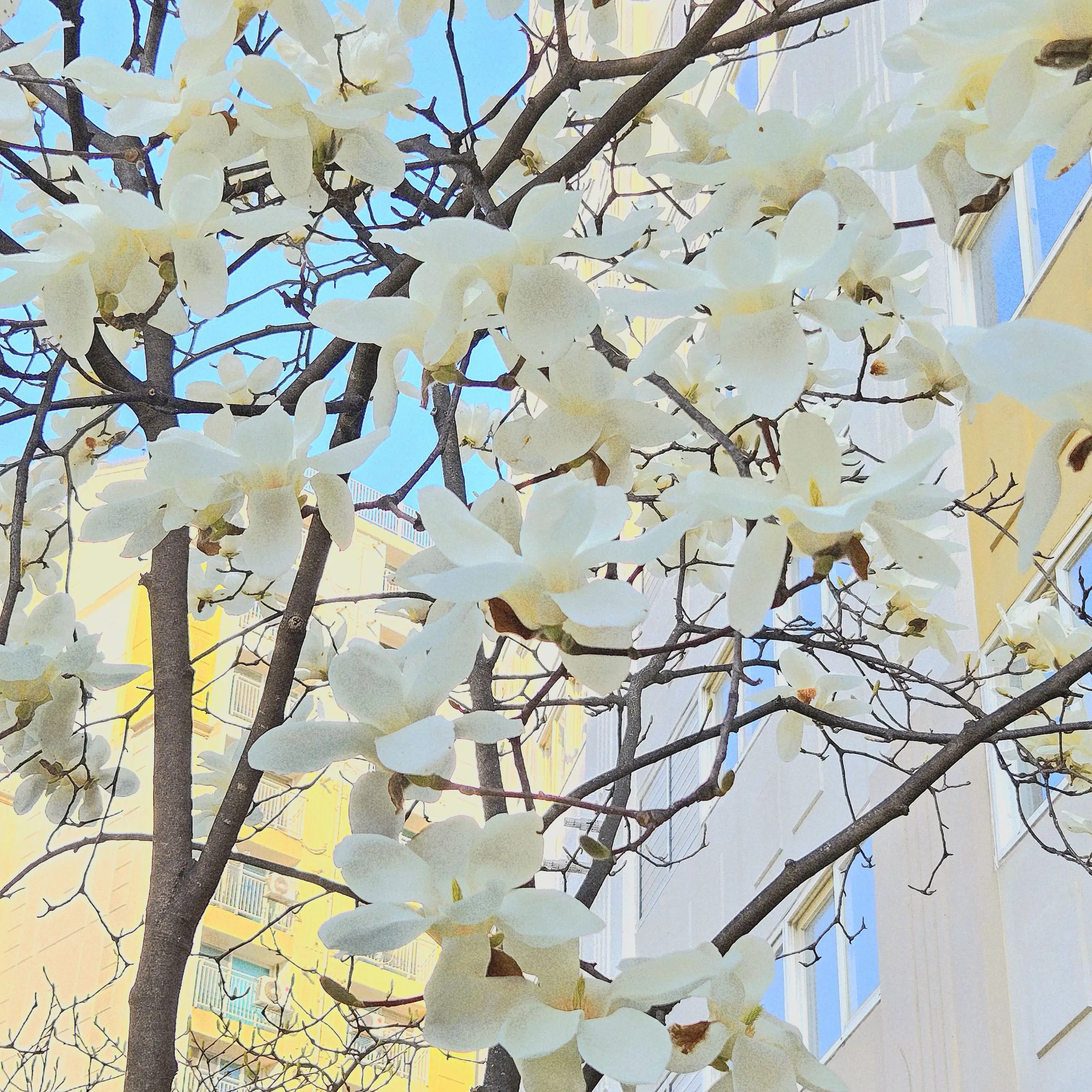 Churu_manbbangdu의 퓨바, 쉐밀.