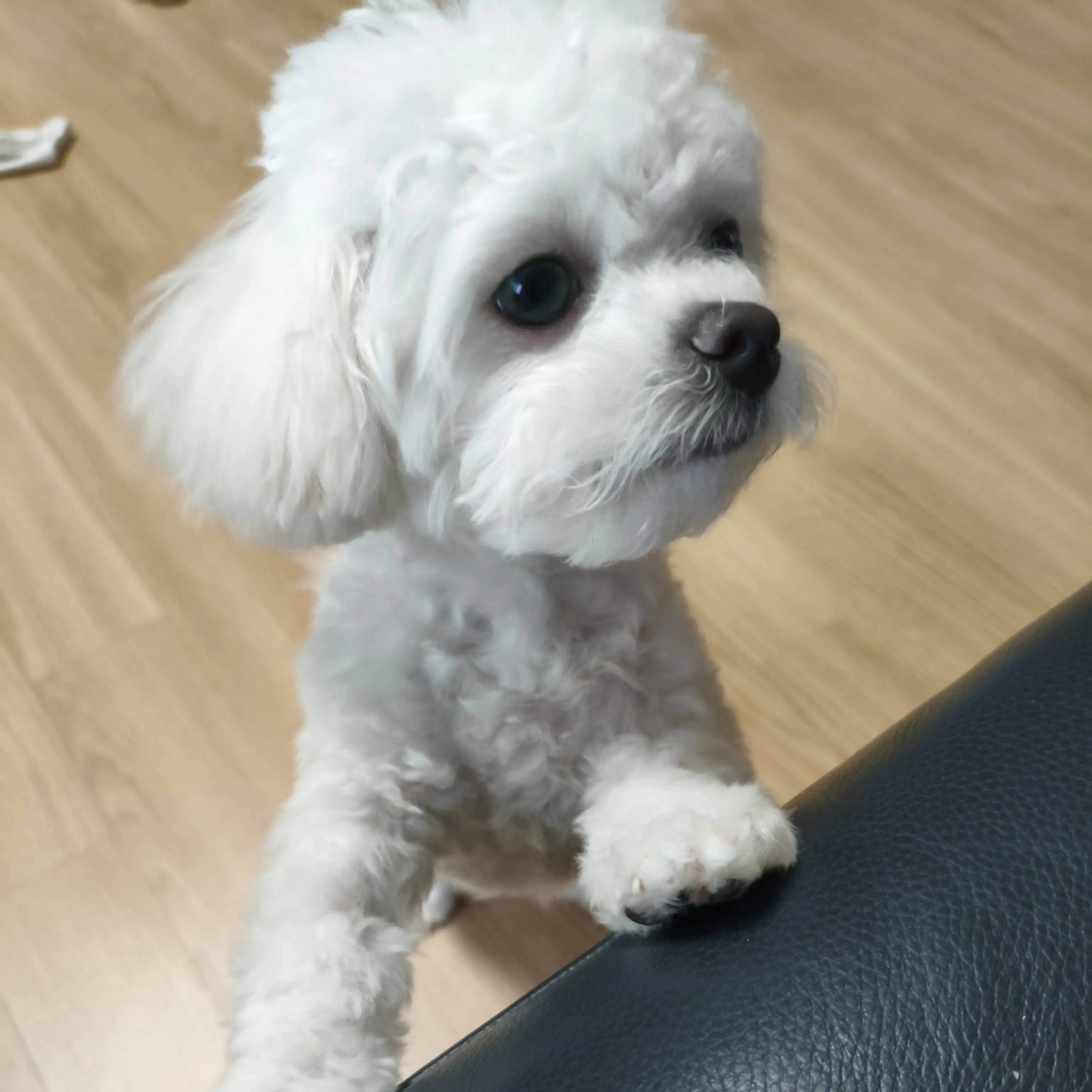 djjskwk81의 오징어게임