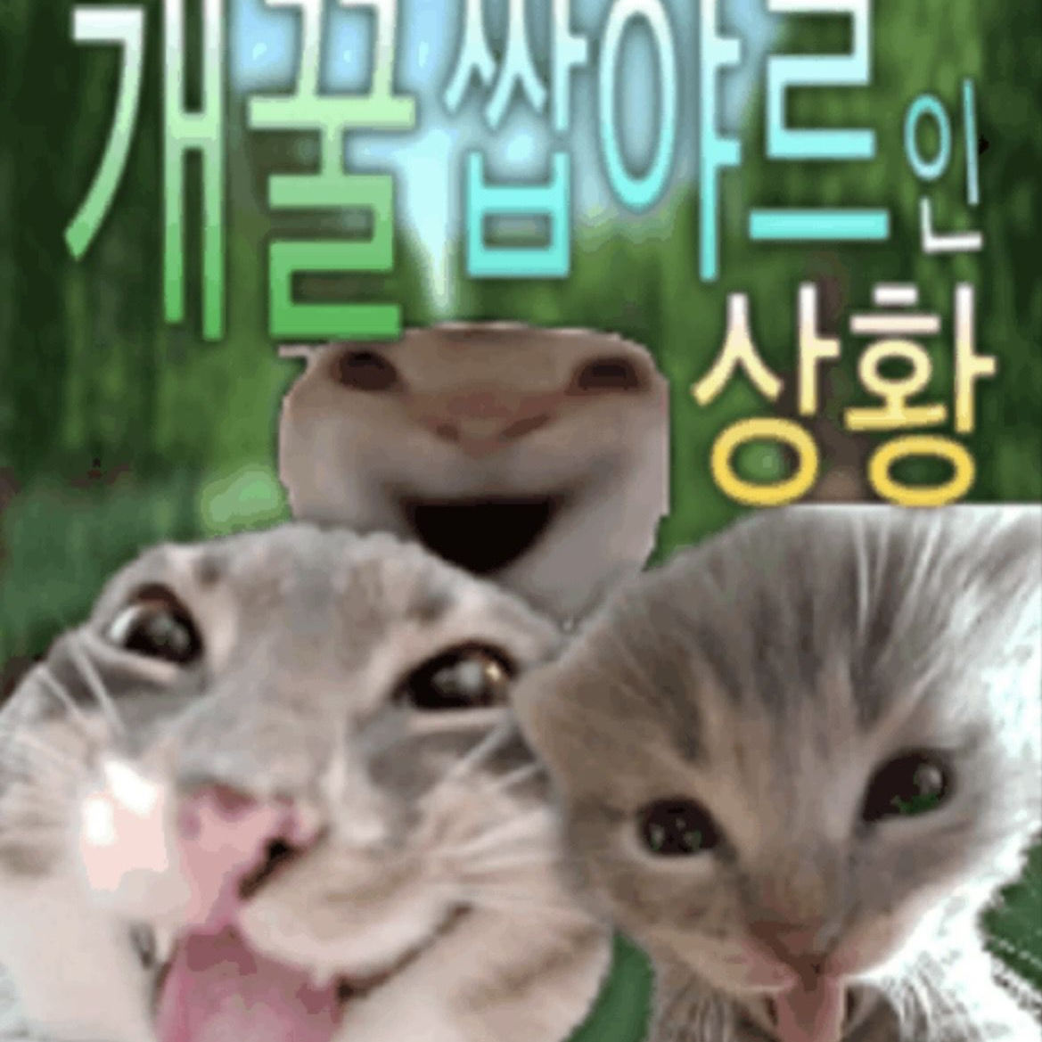 개 쌉 야르한 상황~ 대표 이미지