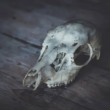 Profile image of 死の悪魔