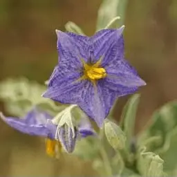 Profile image of 見届け人