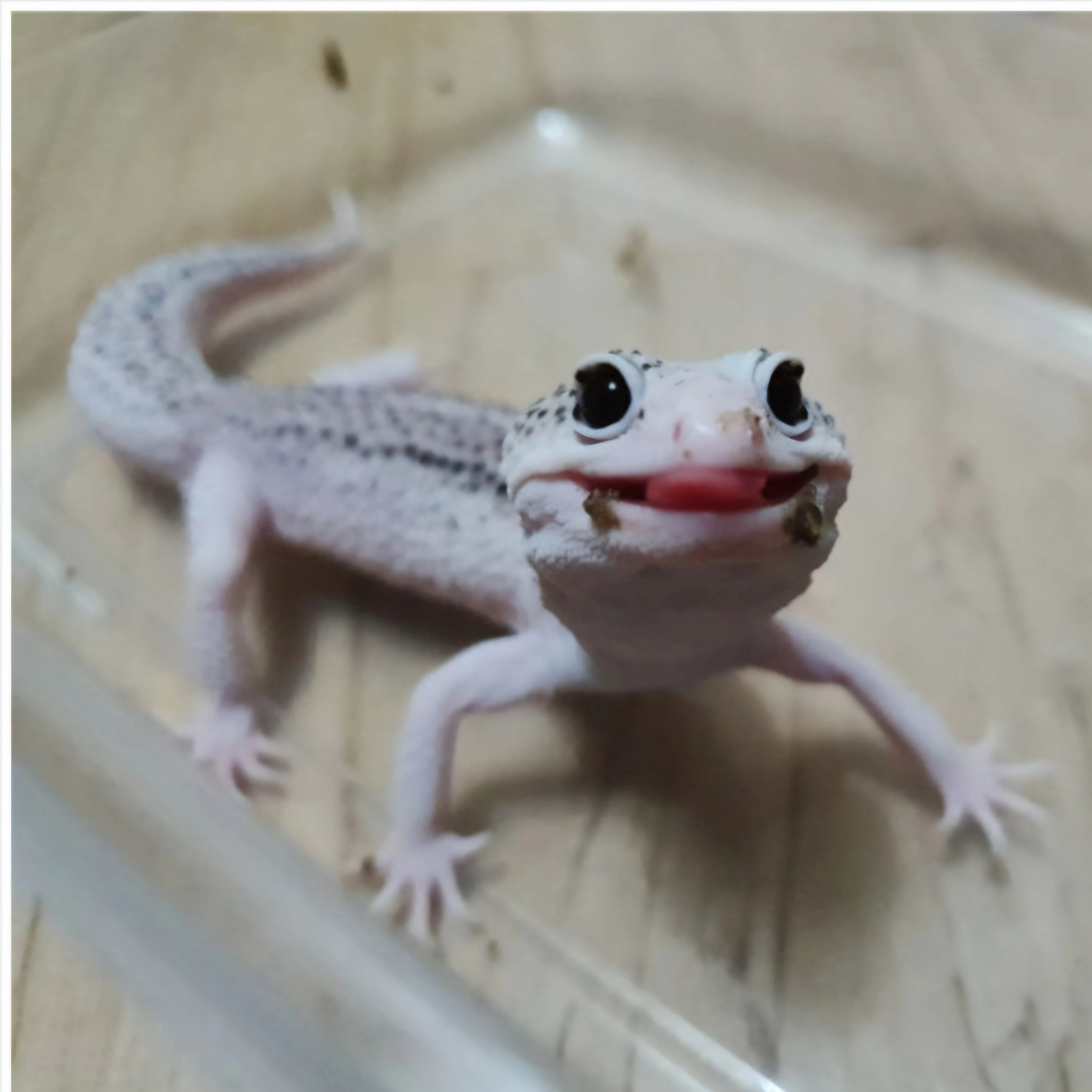 딱지