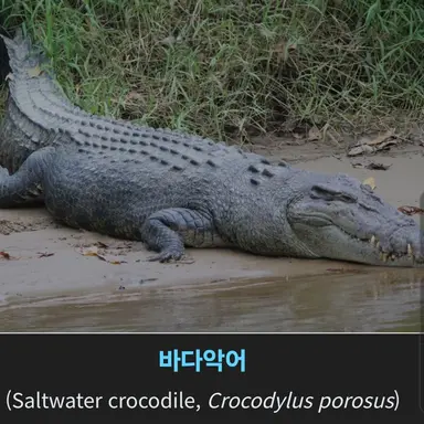 Profile image of 악어