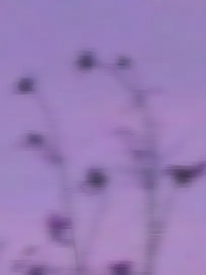 xnfjo의 🅰️💜