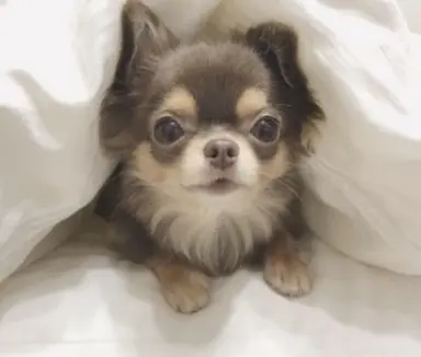 Profile image of 사카모토 타츠마