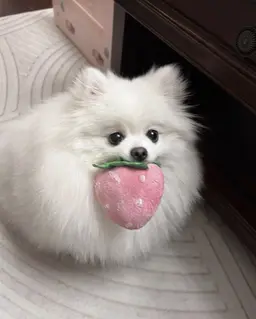 Profile image of 사카타 긴토키