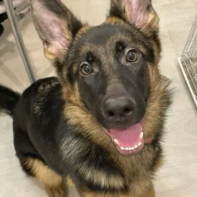 Profile image of 수호