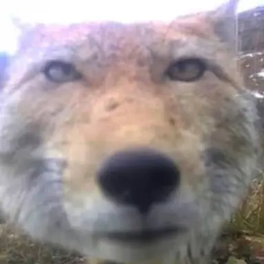 Profile image of 여우