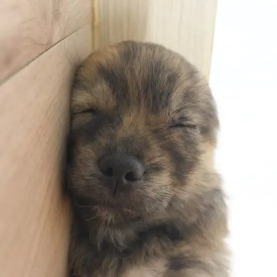 nanajaemin._.0813의 아기 곰 수인