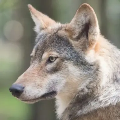 Profile image of Wolf