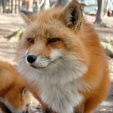 Profile image of Fox
