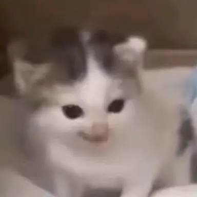 Profile image of 고양이