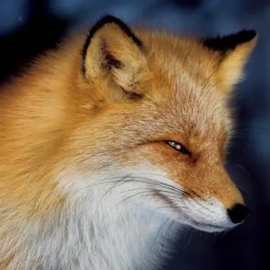 Profile image of 여우