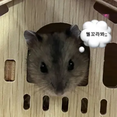 Profile image of 햄스터