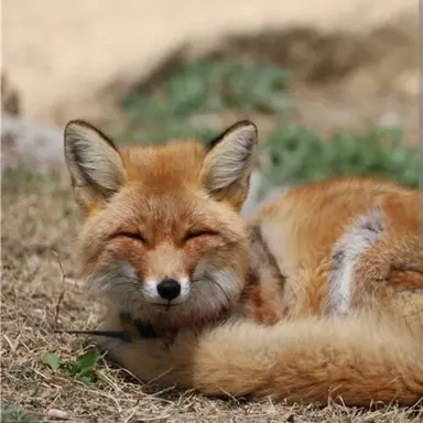 Profile image of 여우연