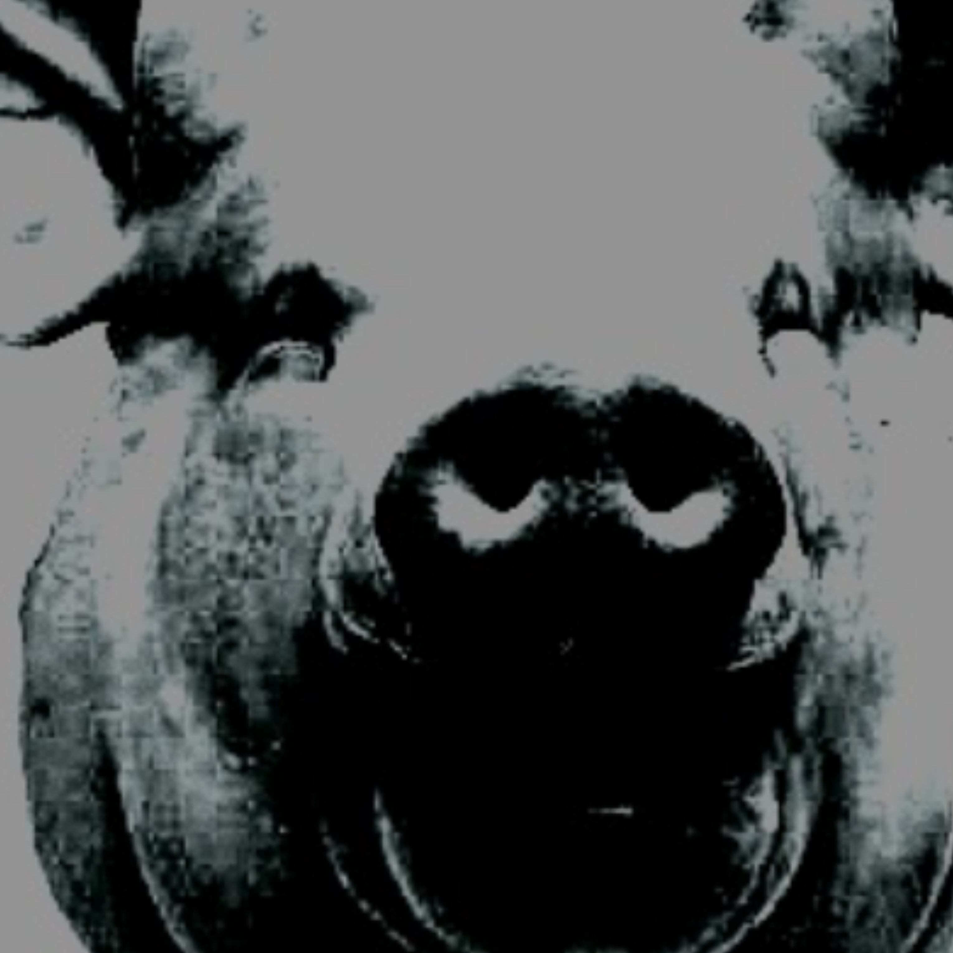 Pigs can't see the sky 대표 이미지