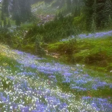 Profile image of 아토