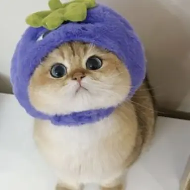 Profile image of 포도냥
