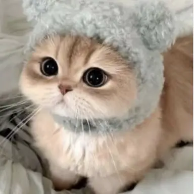 Profile image of 뒤뚱냥
