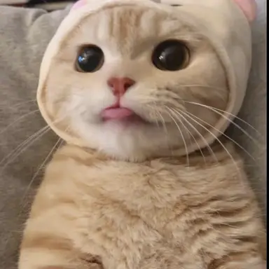 Profile image of 곰탱냥