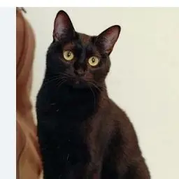 Profile image of グレー