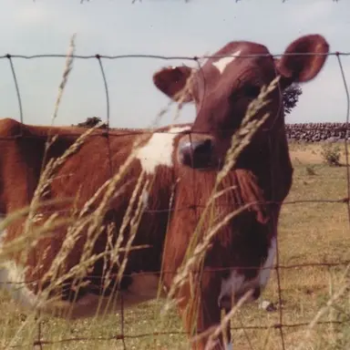 Profile image of Wade Eryn