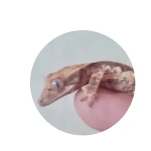 Profile image of 닌냥