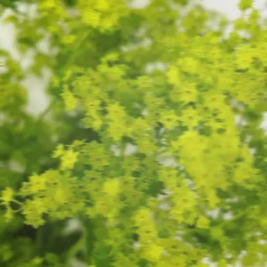 Profile image of 葉隠透