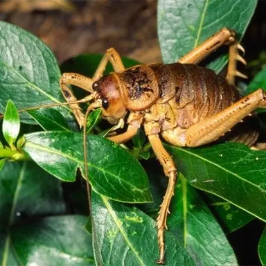 Profile image of 곤충섬