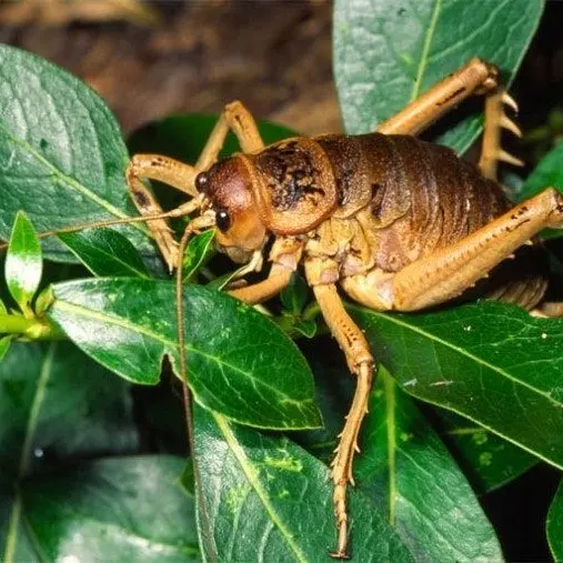 FunkyHarp3019의 곤충섬