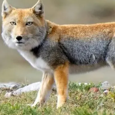 Profile image of 여우