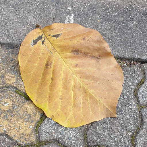 개똥 소똥 말똥