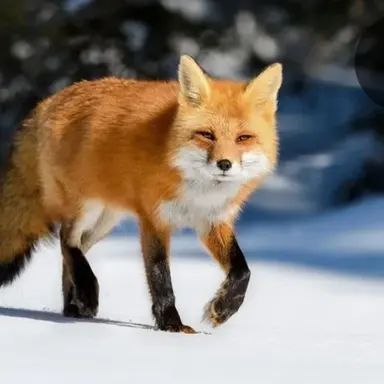Profile image of 시키라 에루