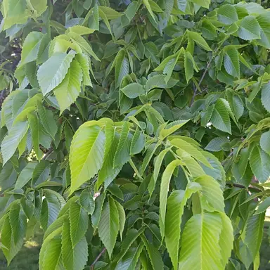 Profile image of Tawa