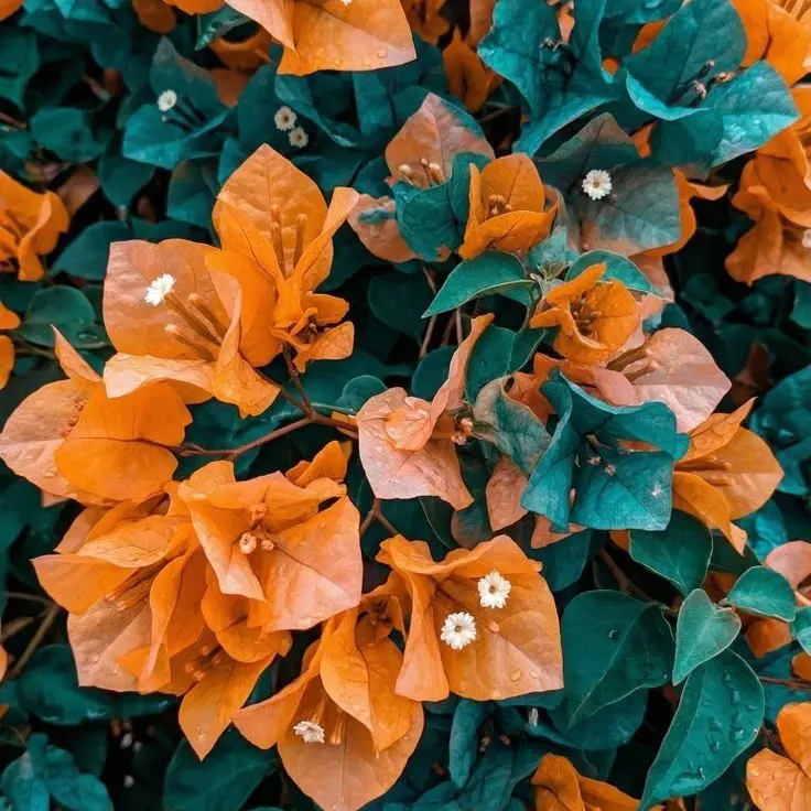 Tukasaki__의 宇佐美