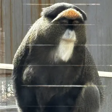 Profile image of 코요이 유코