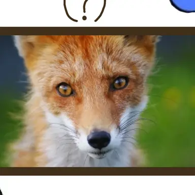 Profile image of 여우