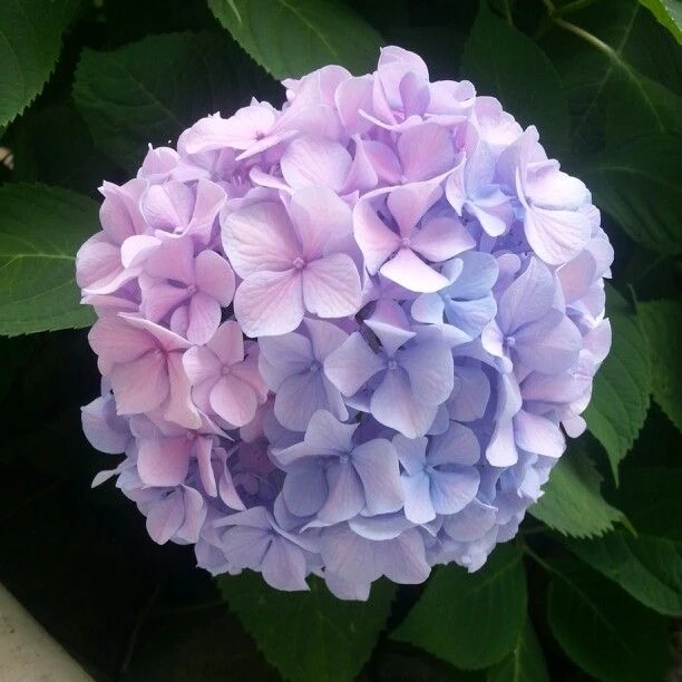 소라