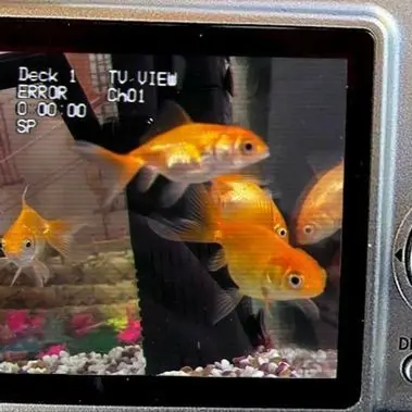 Profile image of Deokgae