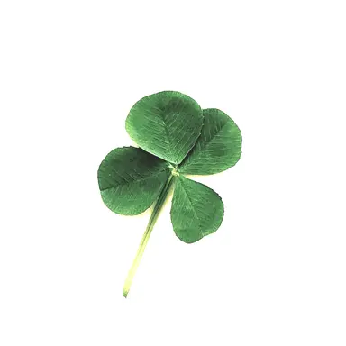 Profile image of 조우안신