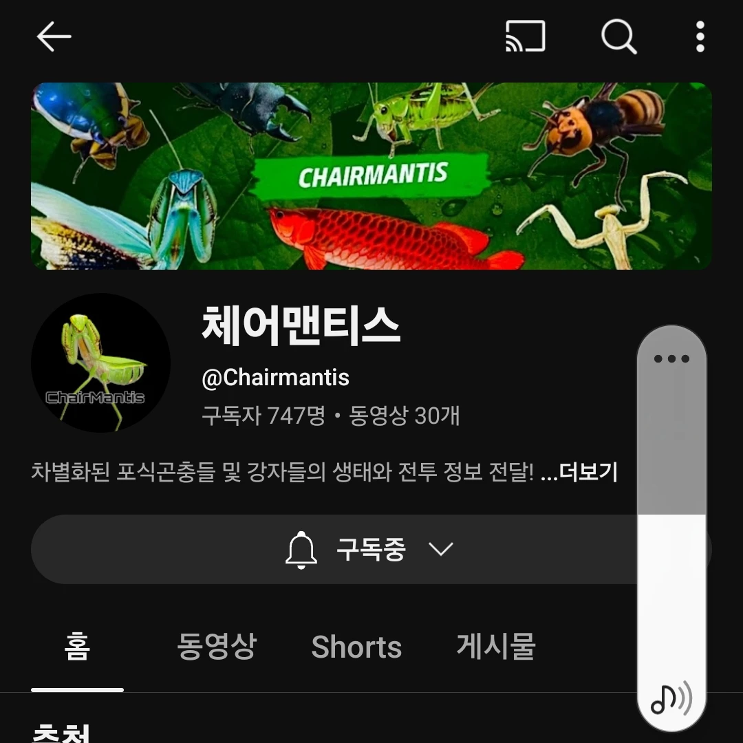 체어맨티스