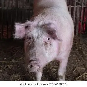 Profile image of 늑대