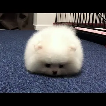iwasitaSara의 ポメちゃん