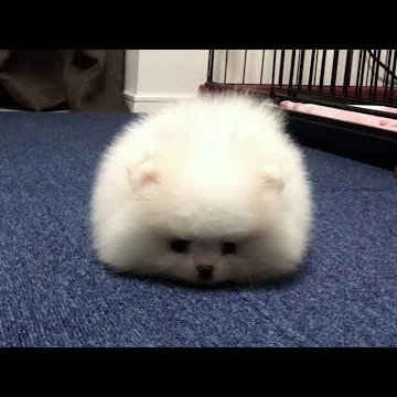 ポメちゃん