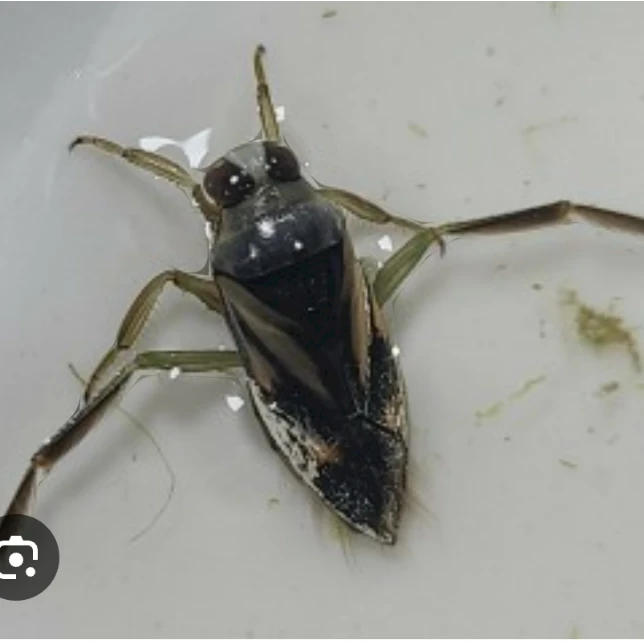 송장헤엄치개