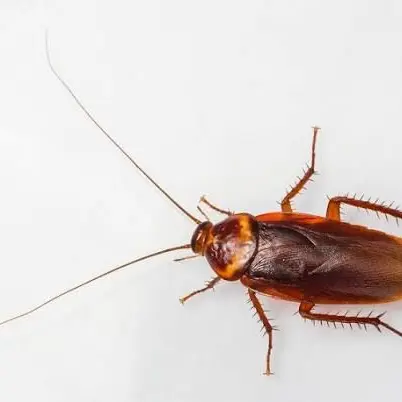 FlimsyTrail4008의 Your roach pet