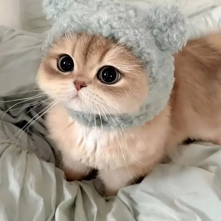 LargeHawk8072의 친누나 송하영