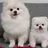 루퐁이